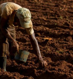Sustainable Development Goal Grant for Southfield Cure Farmers